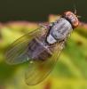 Minettia fasciata